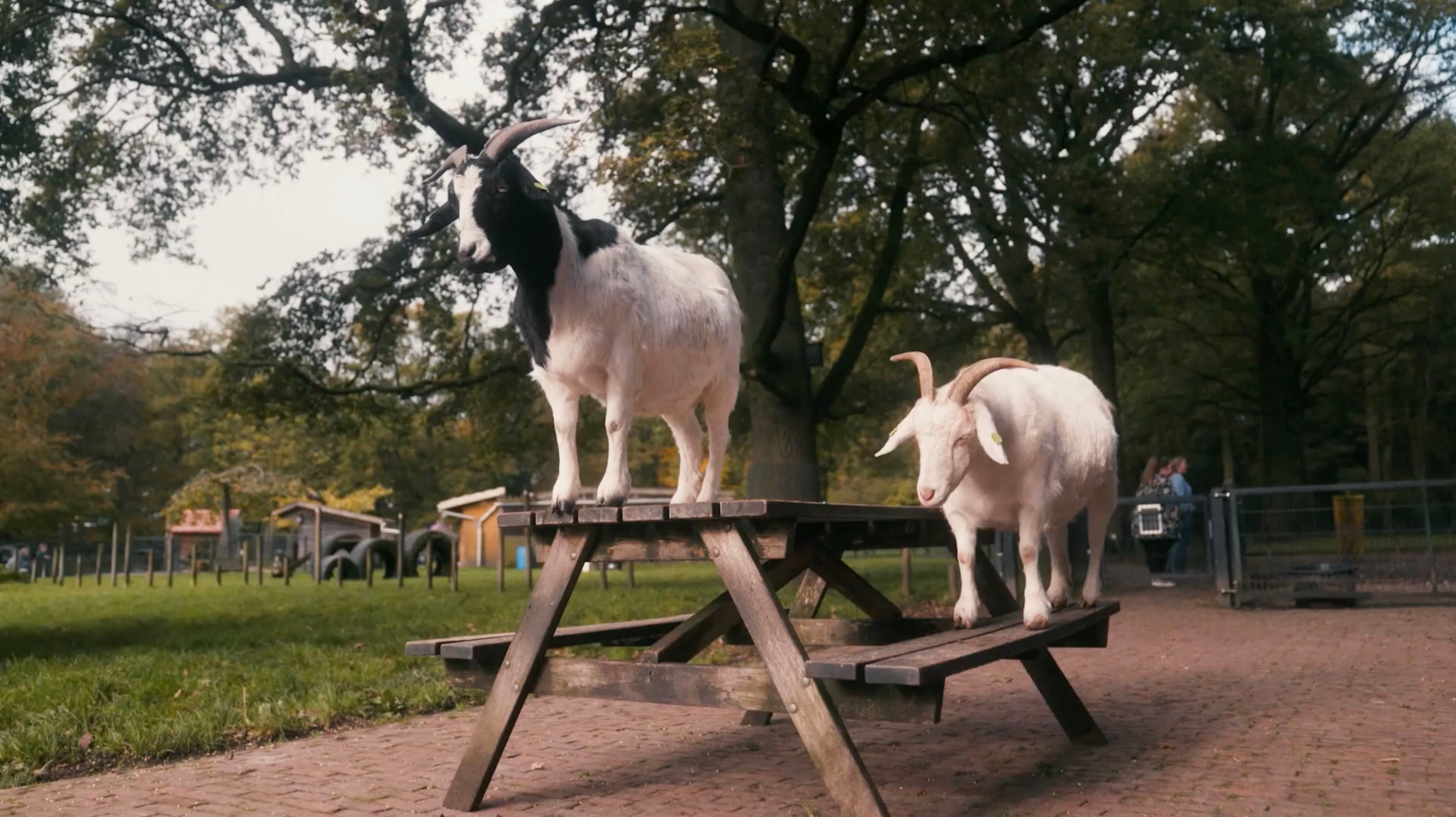 Erve Weusthag Mood Film